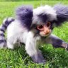 Adorable Marmoset paint by numbers