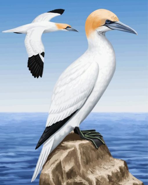 Aesthetic Gannet Birds paint by numbers