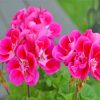 Aesthetic Geraniums Flowers paint by numbers