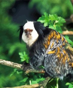 Aesthetic Marmoset Animal paint by numbers