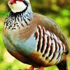 Aesthetic Partridge Bird paint by numbers