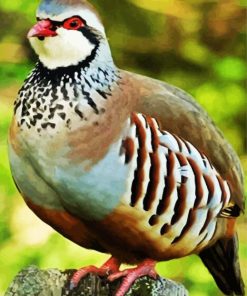 Aesthetic Partridge Bird paint by numbers