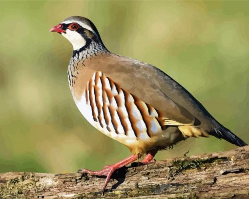 Aesthetic Partridge Bird paint by numbers