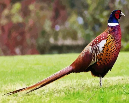 Aesthetic Pheasant Bird paint by numbers