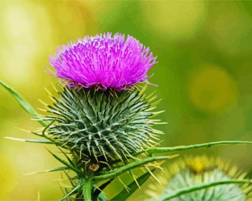 Aesthetic Scottish Thistle paint by numbers