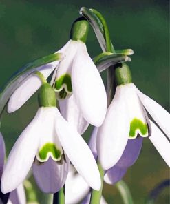 Aesthetic Snowdrop Plant paint by numbers