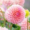 Baby Pink Dahlias Flower paint by numbers