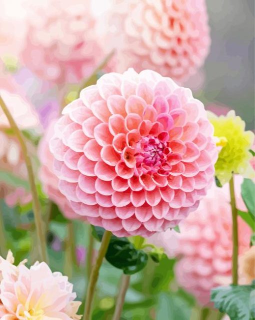 Baby Pink Dahlias Flower paint by numbers