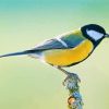 Beautiful Parus Bird paint by numbers