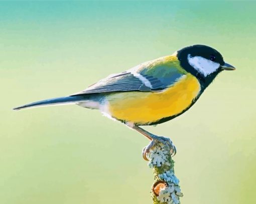 Beautiful Parus Bird paint by numbers