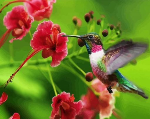 Beautiful Hummingbird paint by numbers