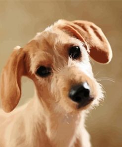 Beige Doxie Daschsund paint by numbers