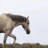 White Brumby Horse paint by numbers