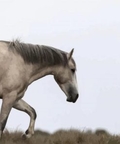 White Brumby Horse paint by numbers