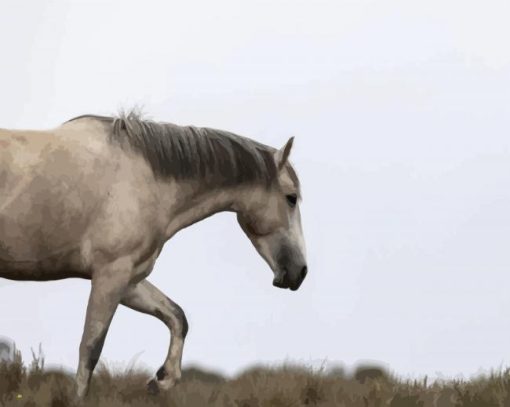 White Brumby Horse paint by numbers