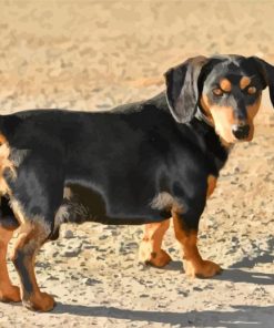 Black Doxie Daschsund Dog paint by numbers