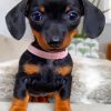 Black Doxie Daschsund Puppy paint by numbers