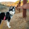 Black and White Pomsky paint by numbers