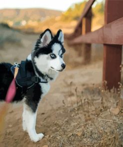 Black and White Pomsky paint by numbers