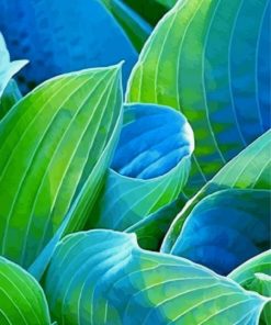 Blue and Green Hosta Art paint by numbers