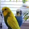 Blue and Yellow Budgerigars paint by numbers