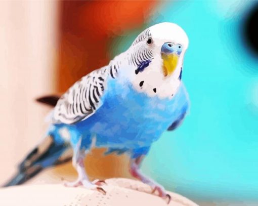 Blue Bird Budgerigar paint by numbers