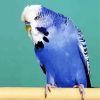 Blue Budgerigar paint by numbers