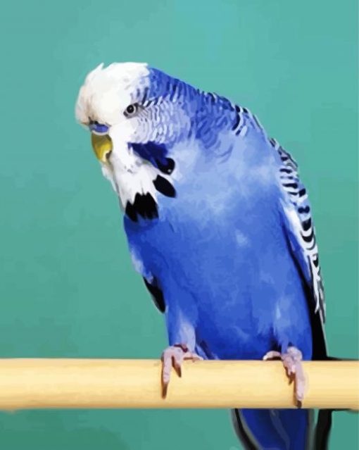 Blue Budgerigar paint by numbers