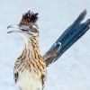 Blue Tailed Roadrunner paint by numbers