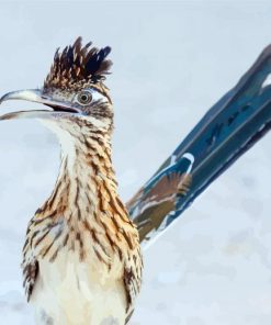 Blue Tailed Roadrunner paint by numbers