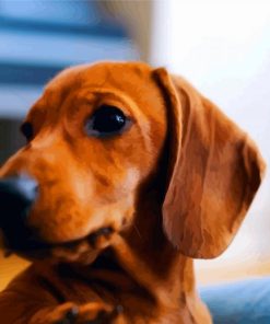 Brown Doxie Daschsund Head paint by numbers