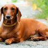 Brown Doxie Daschsund paint by numbers