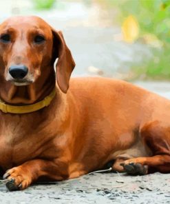 Brown Doxie Daschsund paint by numbers