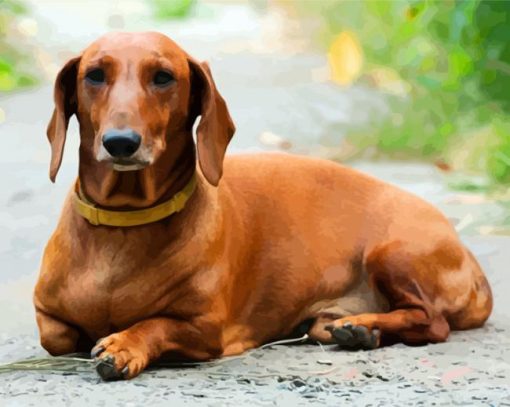 Brown Doxie Daschsund paint by numbers