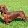 Brown Dog Doxie Daschsund paint by numbers