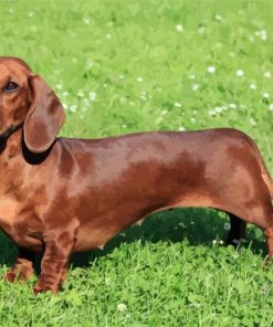 Brown Dog Doxie Daschsund paint by numbers