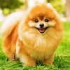 Beige Pomeranian paint by numbers