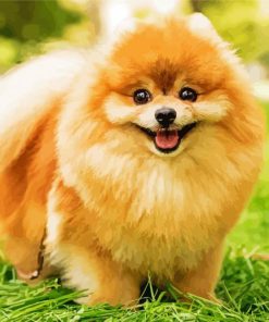 Beige Pomeranian paint by numbers