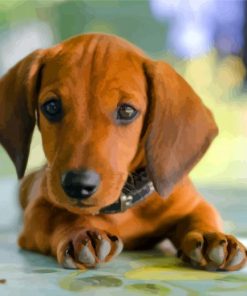 Brown Puppy Doxie Daschsund paint by numbers