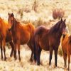 Brumbies Brown Flock paint by numbers