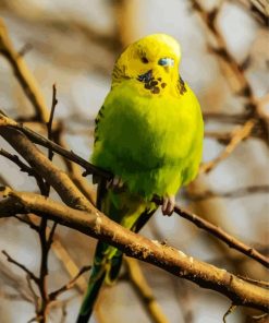 Budgerigar Bird paint by numbers