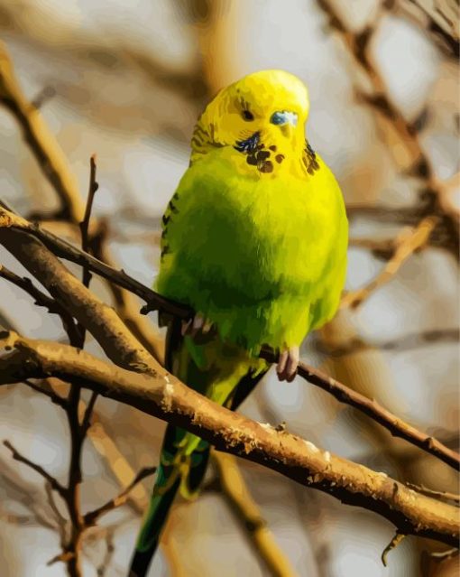 Budgerigar Bird paint by numbers