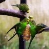 Budgerigar Birds paint by numbers