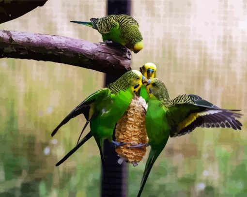 Budgerigar Birds paint by numbers