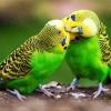 Budgerigar Couple paint by numbers