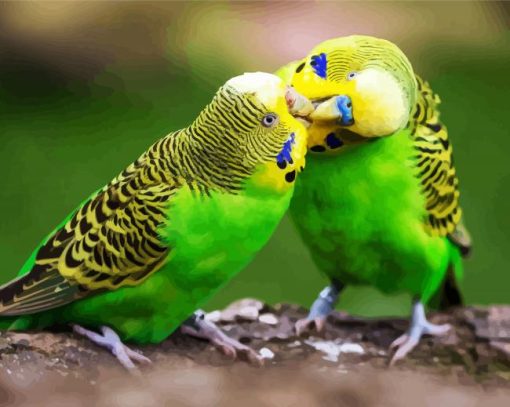 Budgerigar Couple paint by numbers