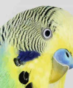 Budgerigar Head paint by numbers