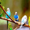 Budgies on Branch paint by numbers