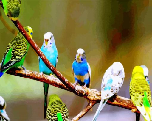 Budgies on Branch paint by numbers