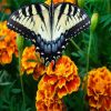 Butterfly Marigolds paint by numbers